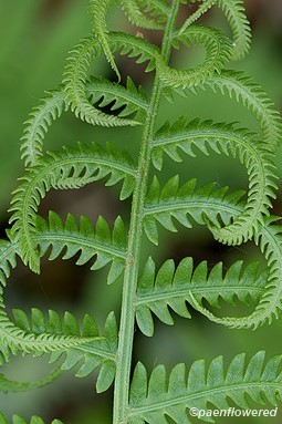 Opening frond